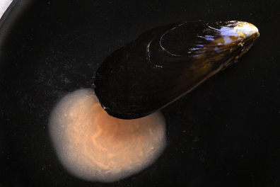 Emission des produits génitaux chez une Moule femelle
